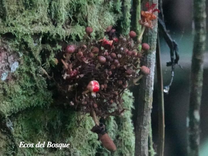 Theobroma simiarum (Teta negra, Cacao de mico)