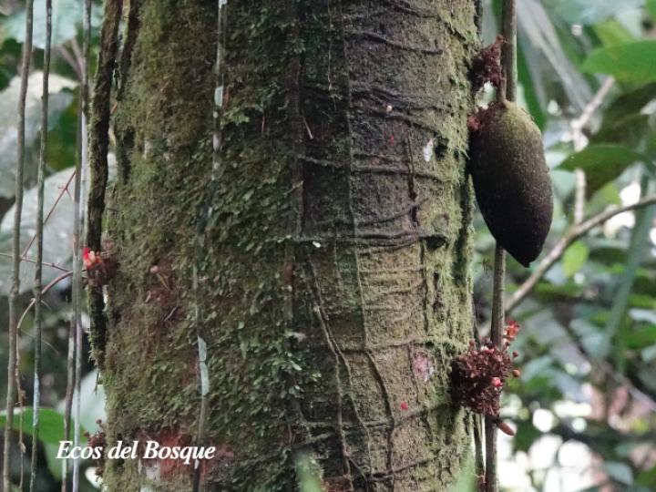 Theobroma simiarum (Teta negra, Cacao de mico)
