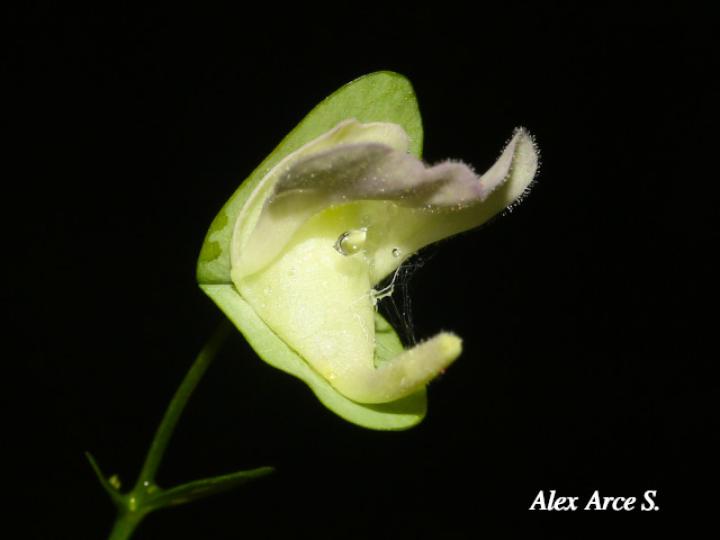 Utricularia jamesoniana