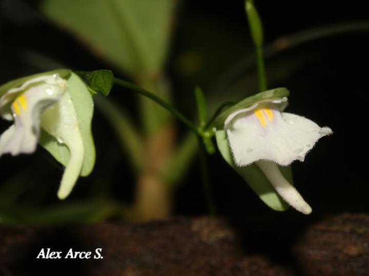 Utricularia jamesoniana