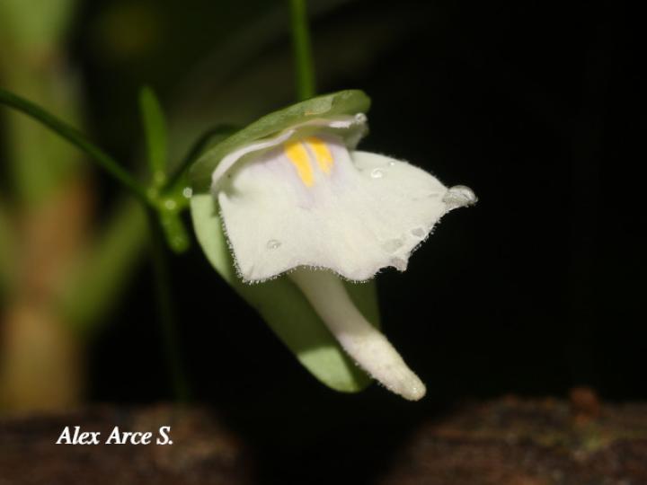 Utricularia jamesoniana