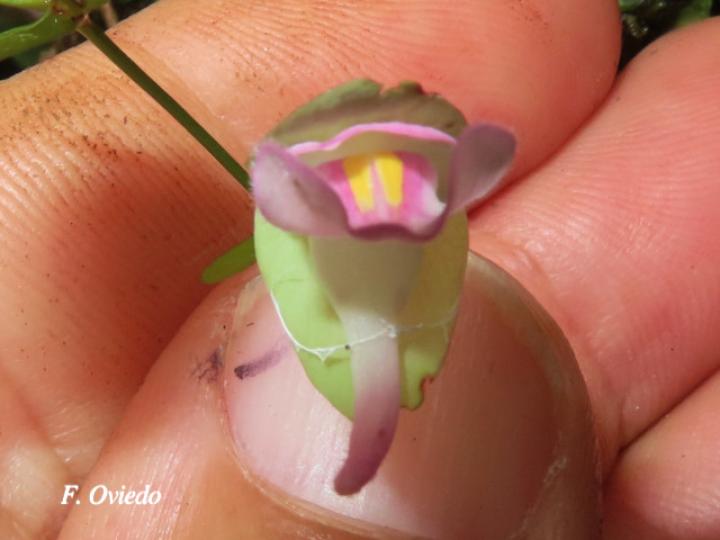 Utricularia jamesoniana