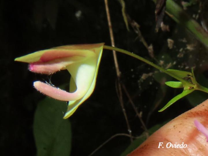 Utricularia jamesoniana