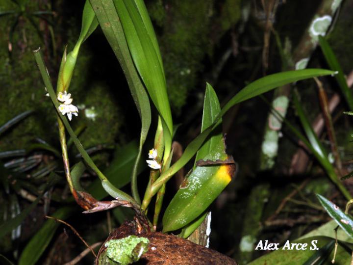 Camaridium neglectum