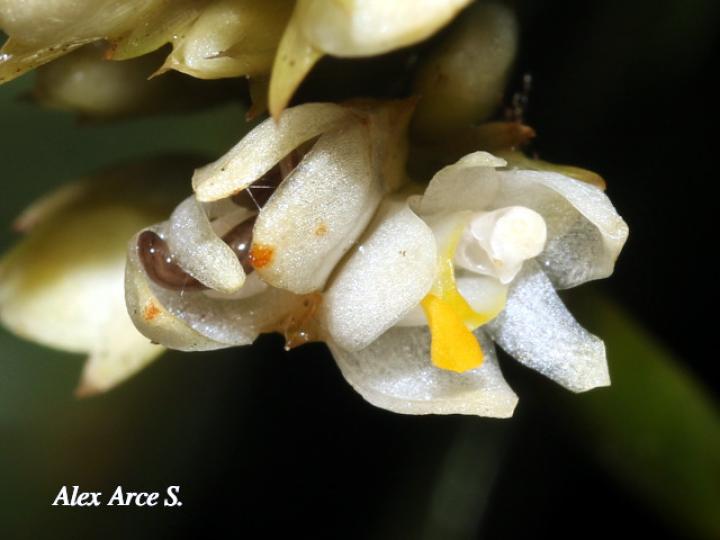 Camaridium neglectum