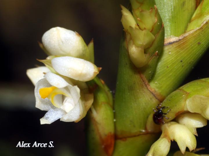 Camaridium neglectum