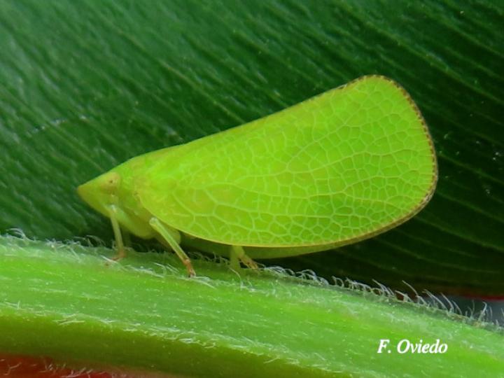 Acanalonia conica