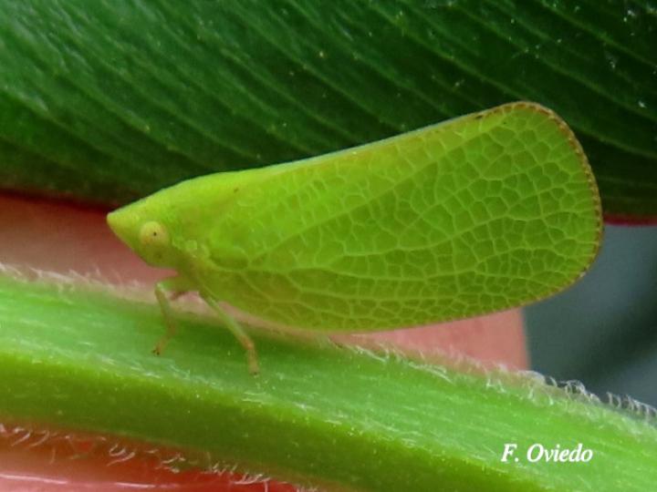 Acanalonia conica