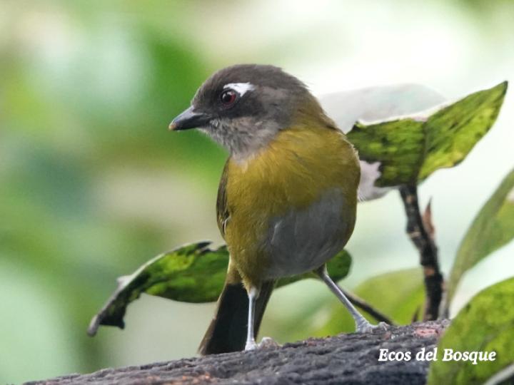 Chlorospingus flavopectus (Chlorospingus ojeruda)
