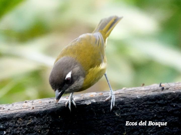 Chlorospingus flavopectus (Chlorospingus ojeruda)
