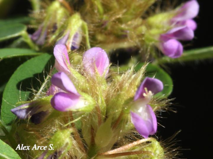Desmodium barbatum