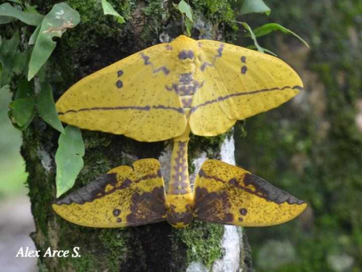 Eacles imperialis (Polilla imperial)