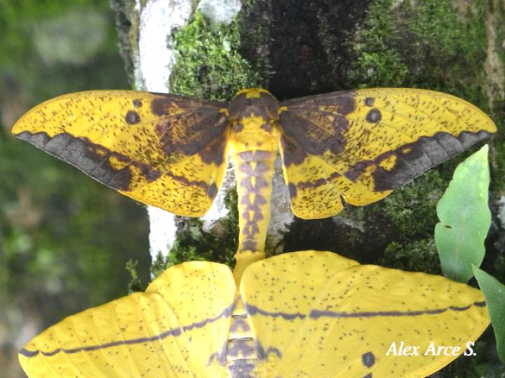 Eacles imperialis (Polilla imperial)