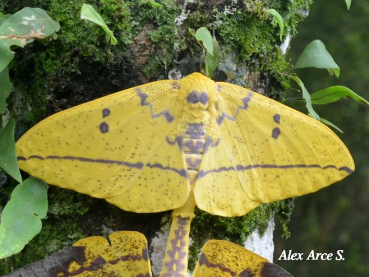 Eacles imperialis (Polilla imperial)