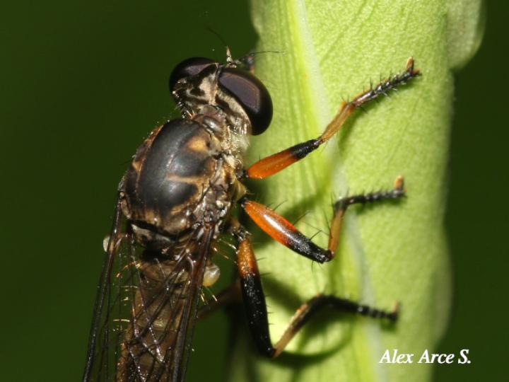 Efferia albibarbis (Mosca asesina)