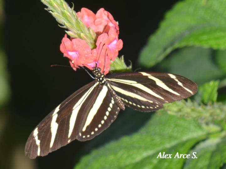 Heliconius charithonia charithonia(Cebrita)