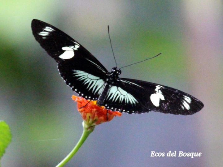 Heliconius doris