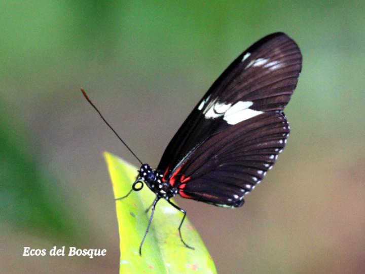 Heliconius doris