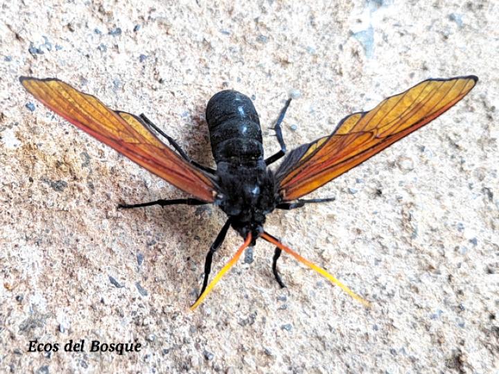 Isanthrene championi