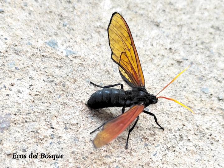 Isanthrene championi