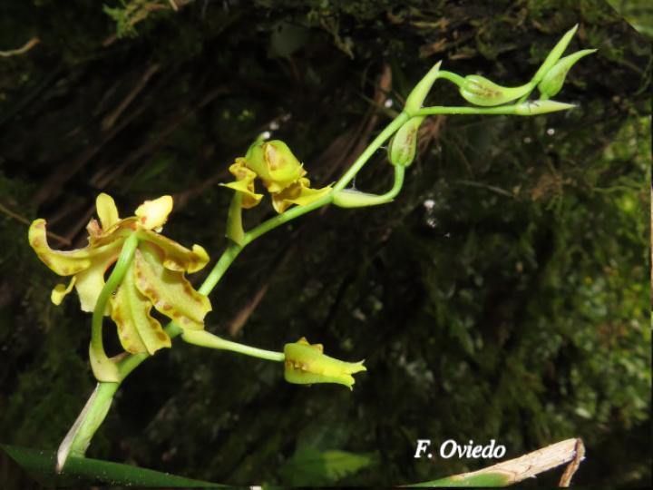 Oncidium stenotis (Lluvia de oro)