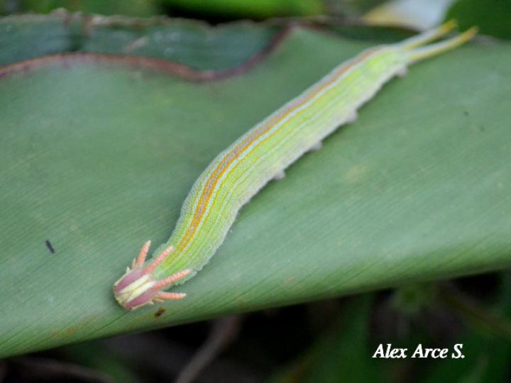 Opsiphanes cassiae (Duende negro)