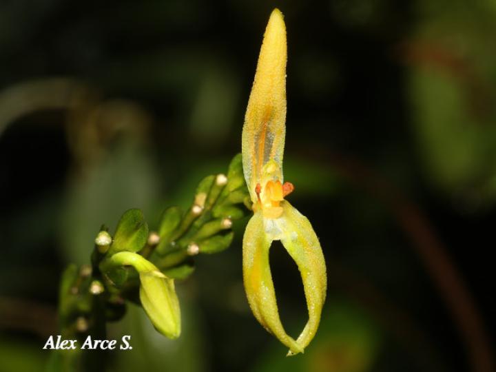 Specklinia spectabilis