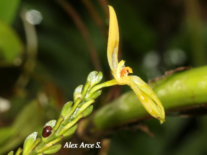 Specklinia spectabilis