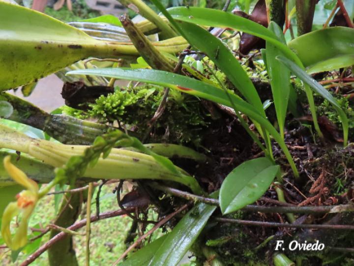 Specklinia spectabilis