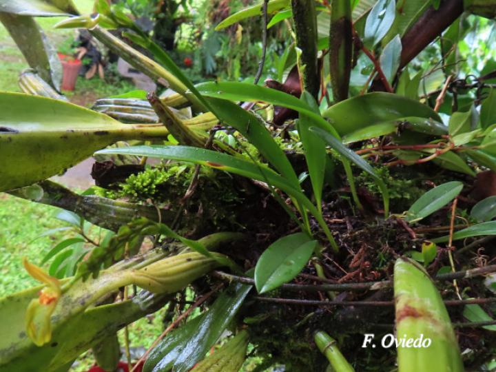 Specklinia spectabilis