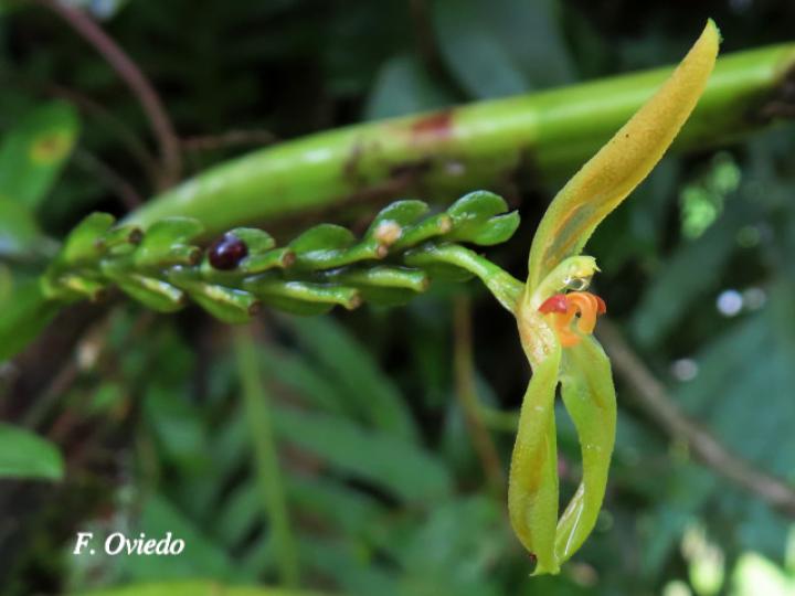 Specklinia spectabilis