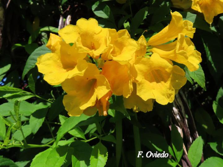 Tecoma stans (Carboncillo, Vainilla, Vainillo)