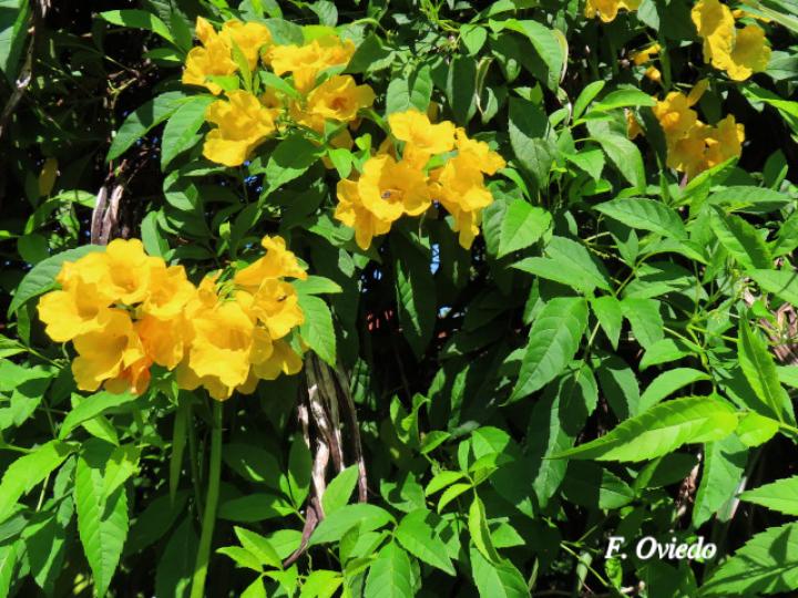 Tecoma stans (Carboncillo, Vainilla, Vainillo)