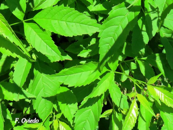 Tecoma stans (Carboncillo, Vainilla, Vainillo)