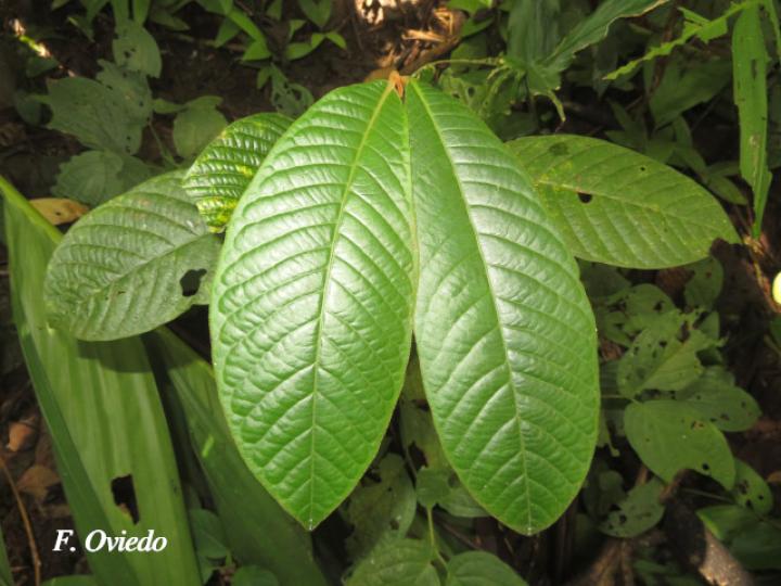 Virola koschnyi (Fruta dorada)