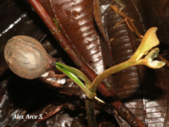 Virola koschnyi (Fruta dorada)