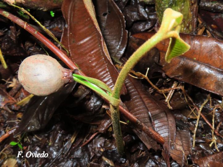 Virola koschnyi (Fruta dorada)