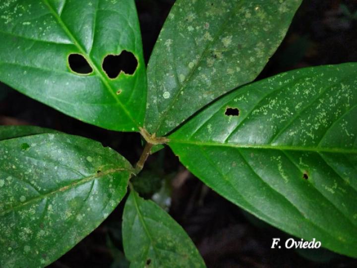 Bunchosia argentea, plantula.