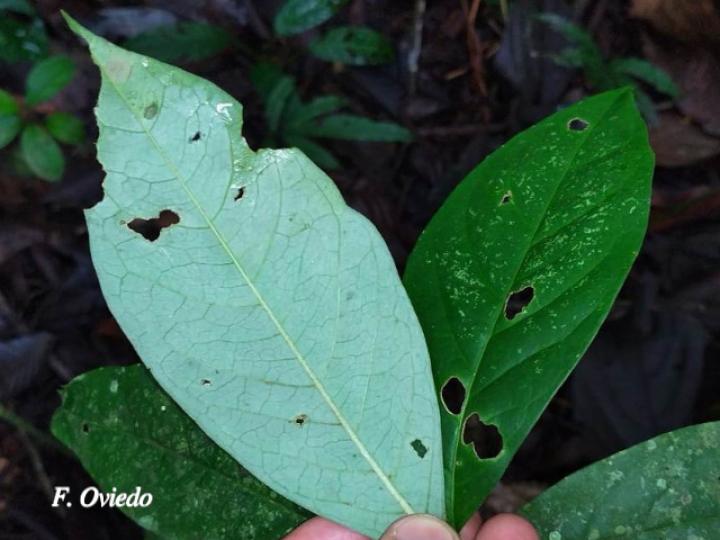 Bunchosia argentea, plantula.