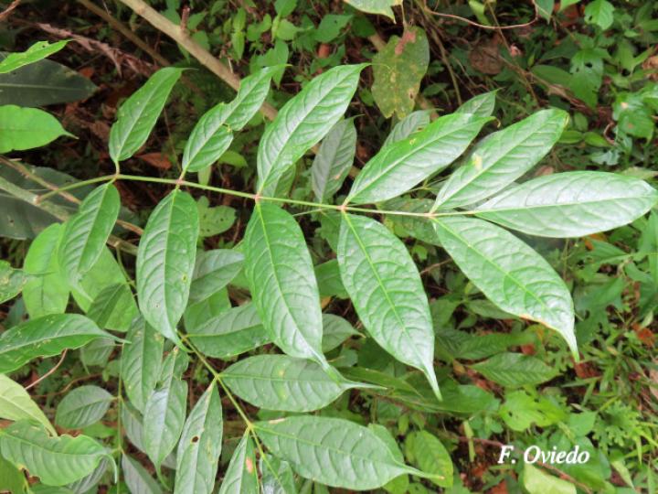 Bursera simaruba (Indio desnudo)