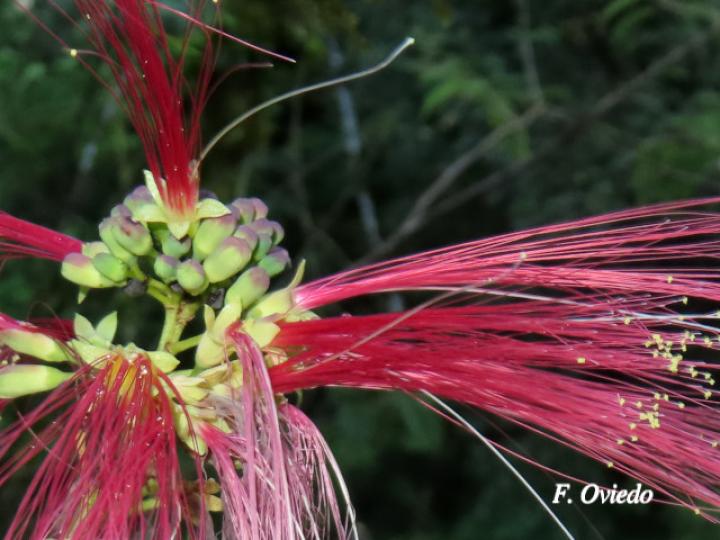 Calliandra calothyrsus (Cabellos de ángel, Carboncillo rojo)