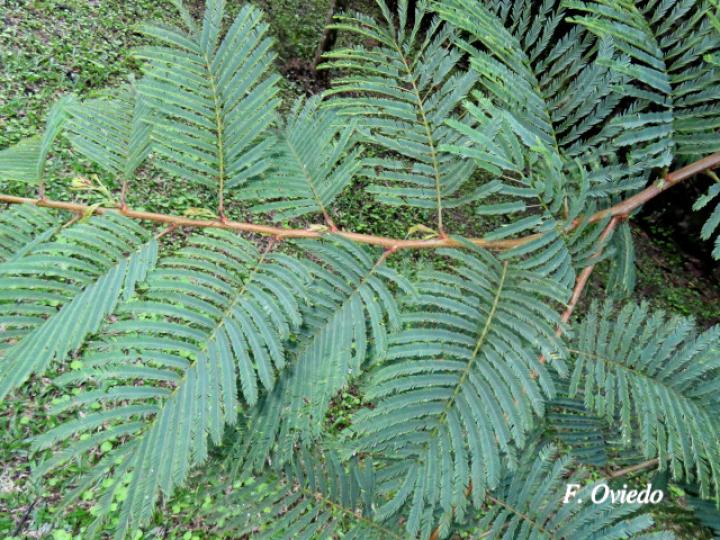 Calliandra calothyrsus (Cabellos de ángel, Carboncillo rojo)