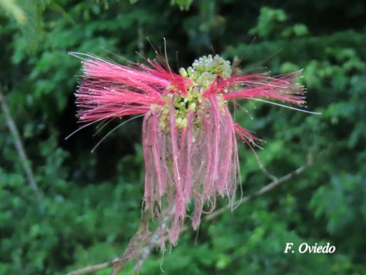 Calliandra calothyrsus (Cabellos de ángel, Carboncillo rojo)