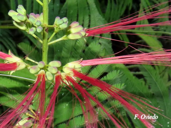 Calliandra calothyrsus (Cabellos de ángel, Carboncillo rojo)