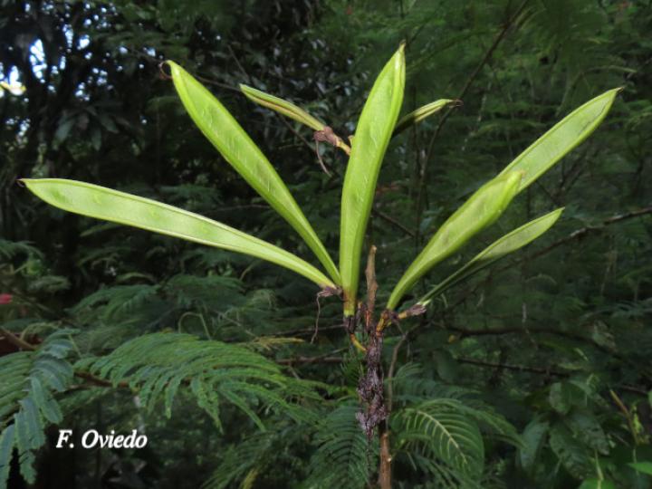 Calliandra calothyrsus (Cabellos de ángel, Carboncillo rojo)