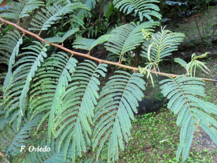 Calliandra calothyrsus (Cabellos de ángel, Carboncillo rojo)