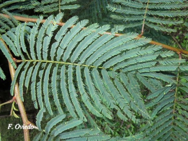 Calliandra calothyrsus (Cabellos de ángel, Carboncillo rojo)