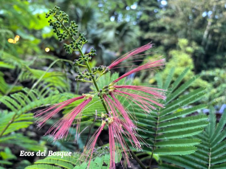 Calliandra calothyrsus (Cabellos de ángel, Carboncillo rojo)