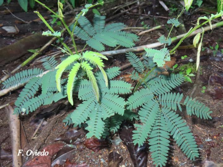 Calliandra calothyrsus (Cabellos de ángel, Carboncillo rojo)