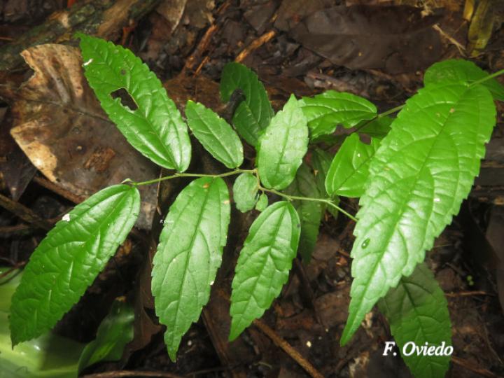 Celtis iguanaea (Cagalera)